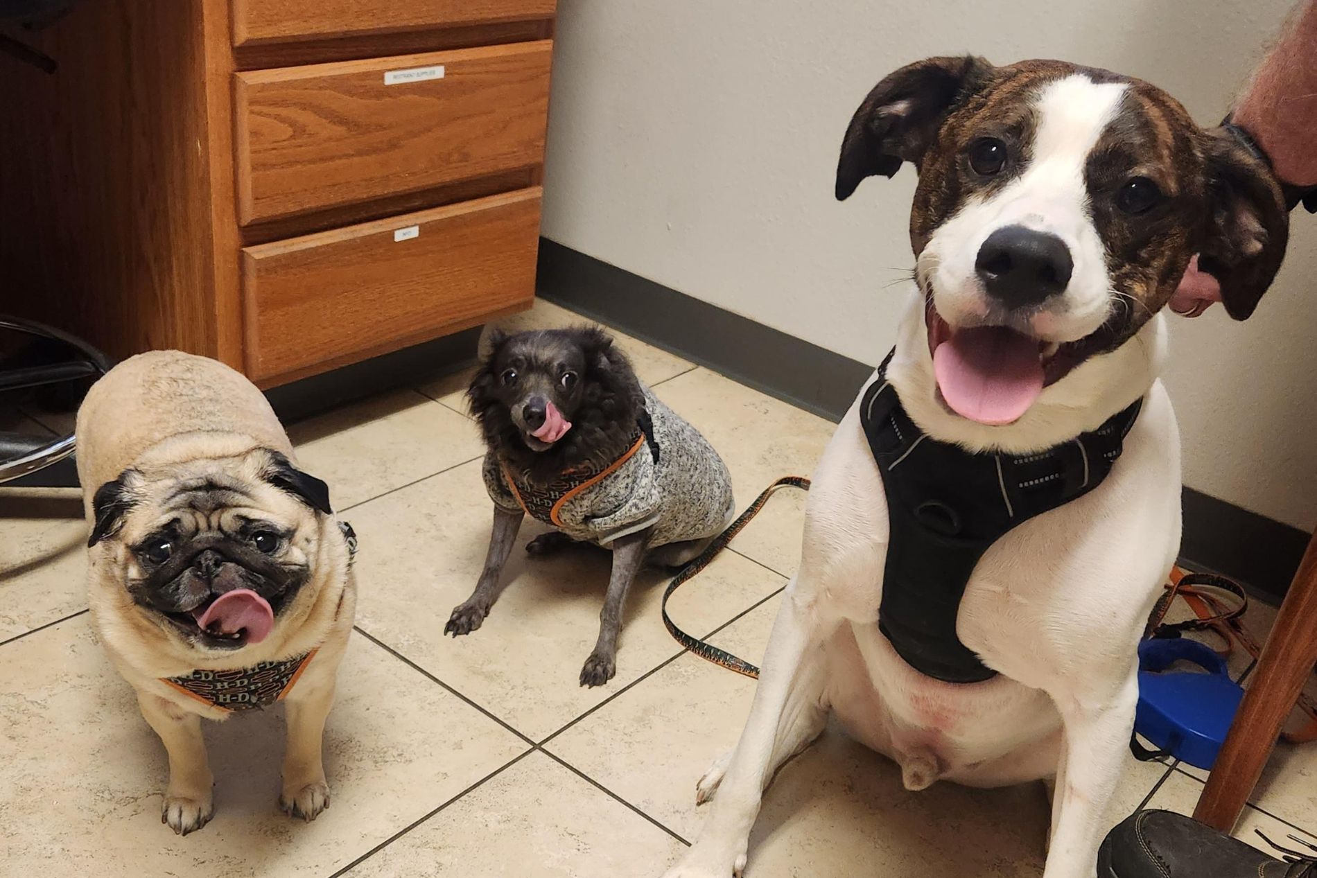 three dogs sitting on the floor