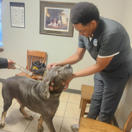 vet staff playing with a dog