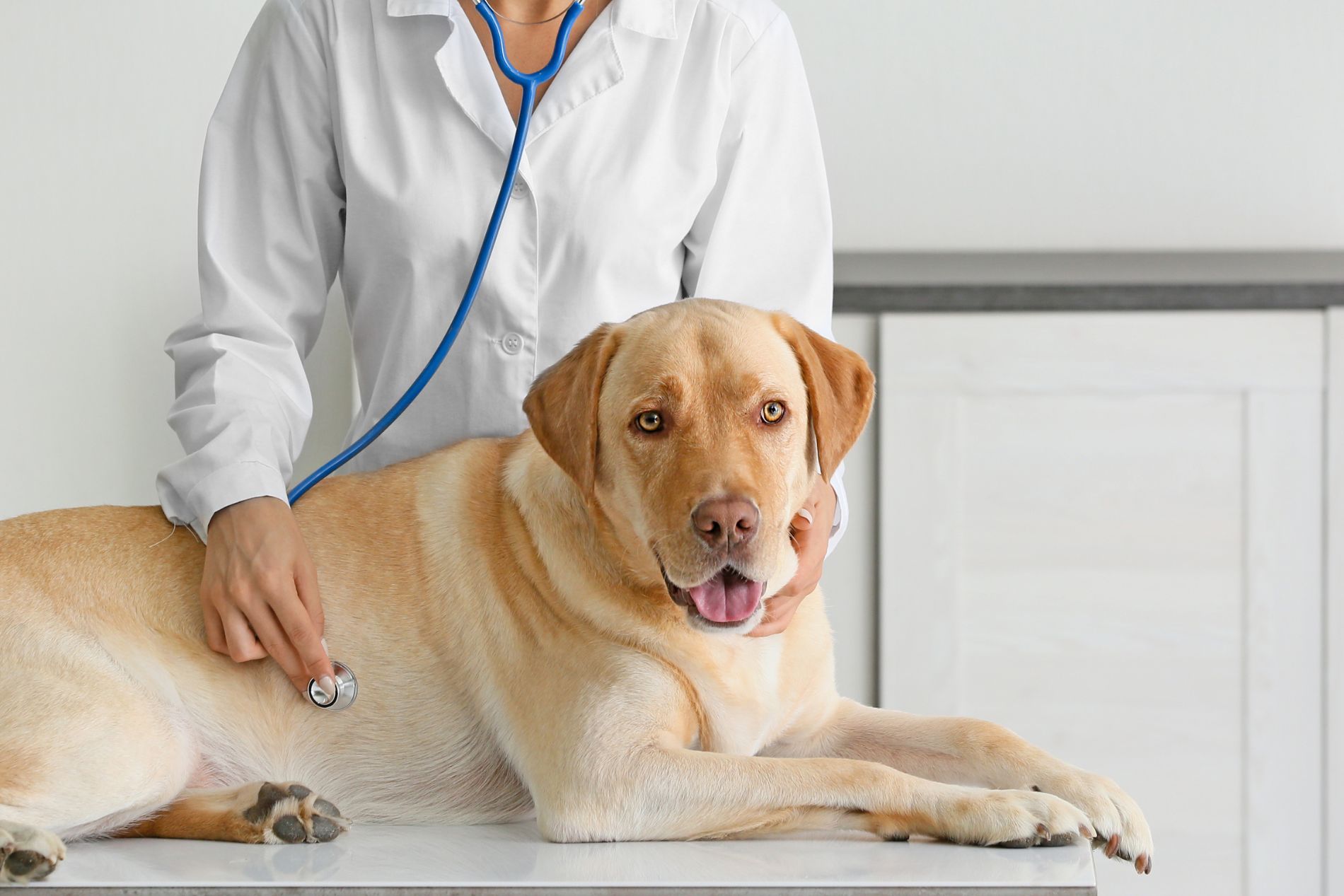 a vet examining a dog with stethoscope