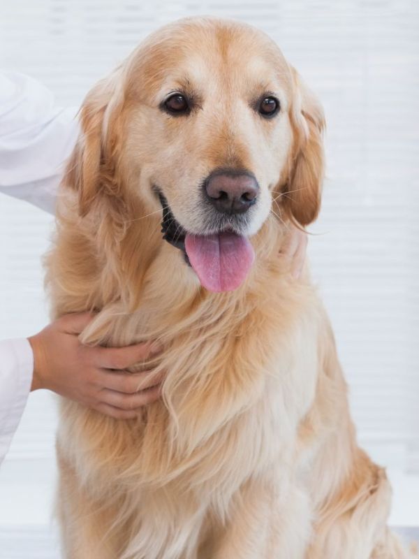 A dog sitting on the examination table