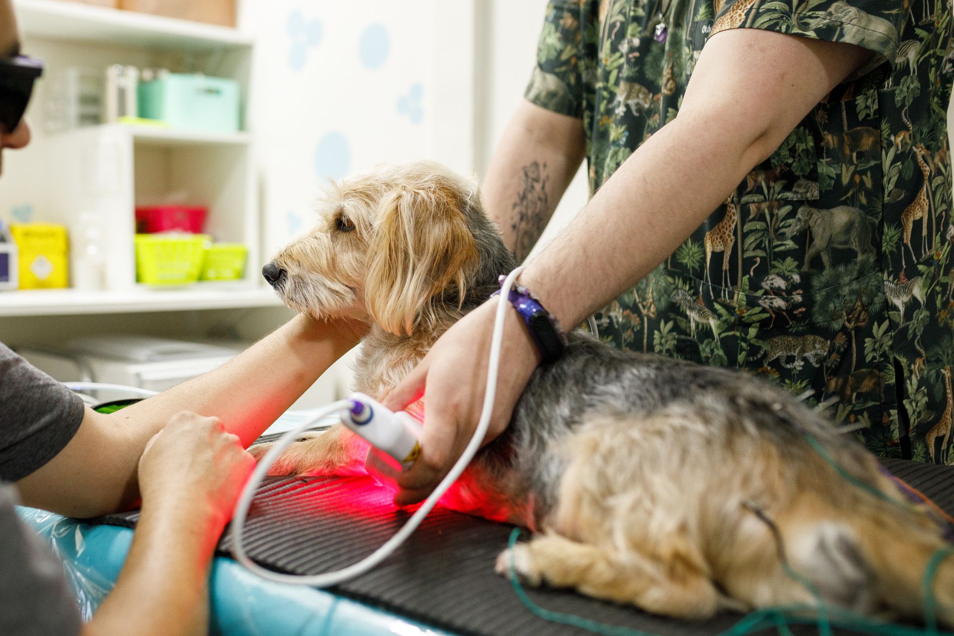 vet doing laser therapy for a dog