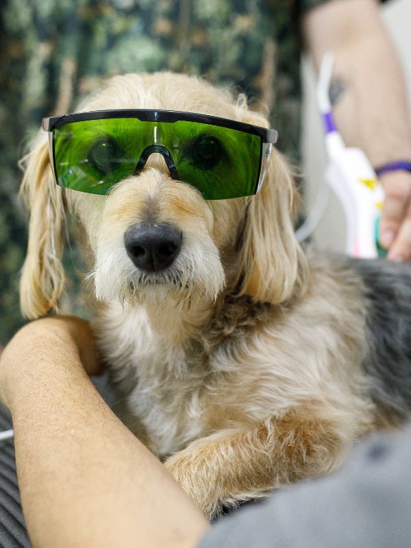 Mixed breed dog wearing protection glasses while doing laser therapy<br />
