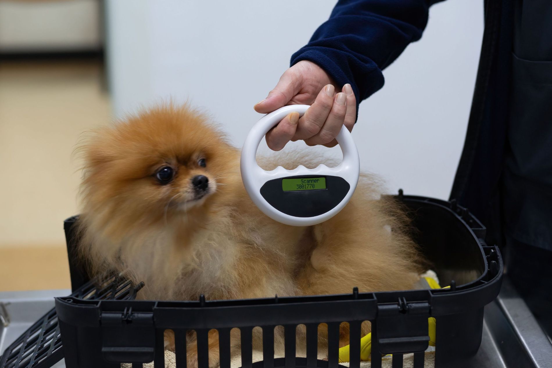 person scanning microchip implant of a dog