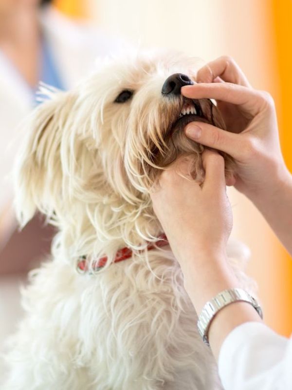 vet examining the teeth of a dog