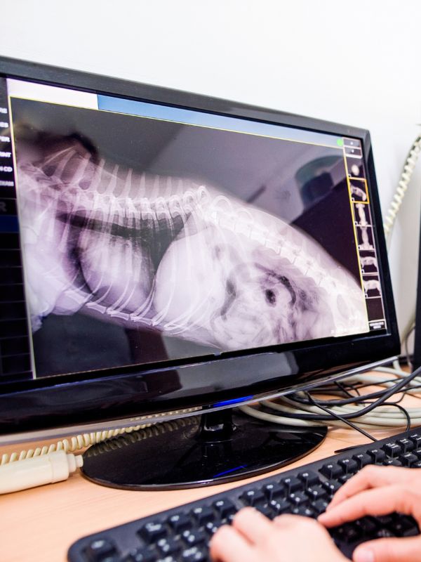 digital x-ray of a pet on the monitor screen