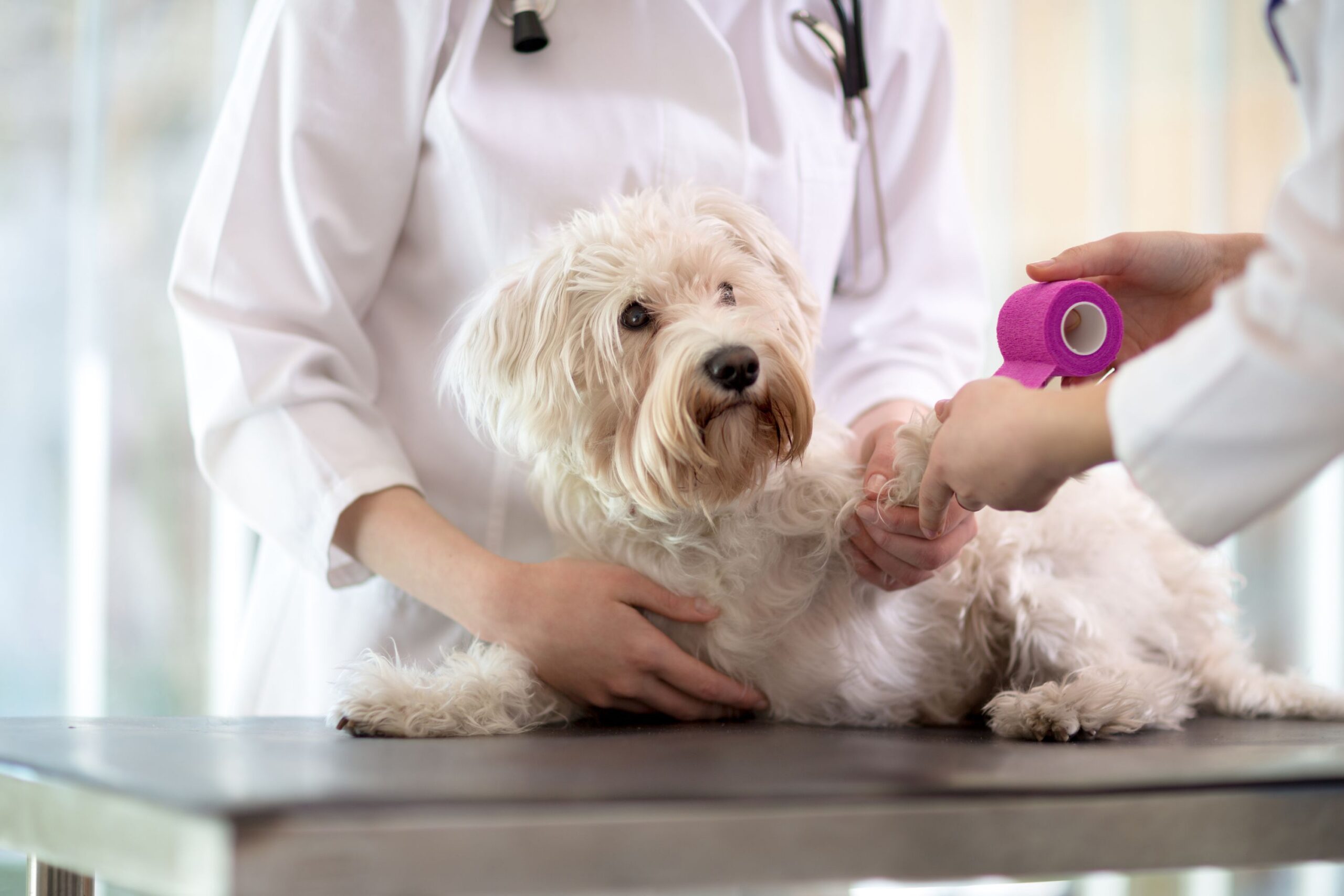 vet and staff wrapping bandage for a dog