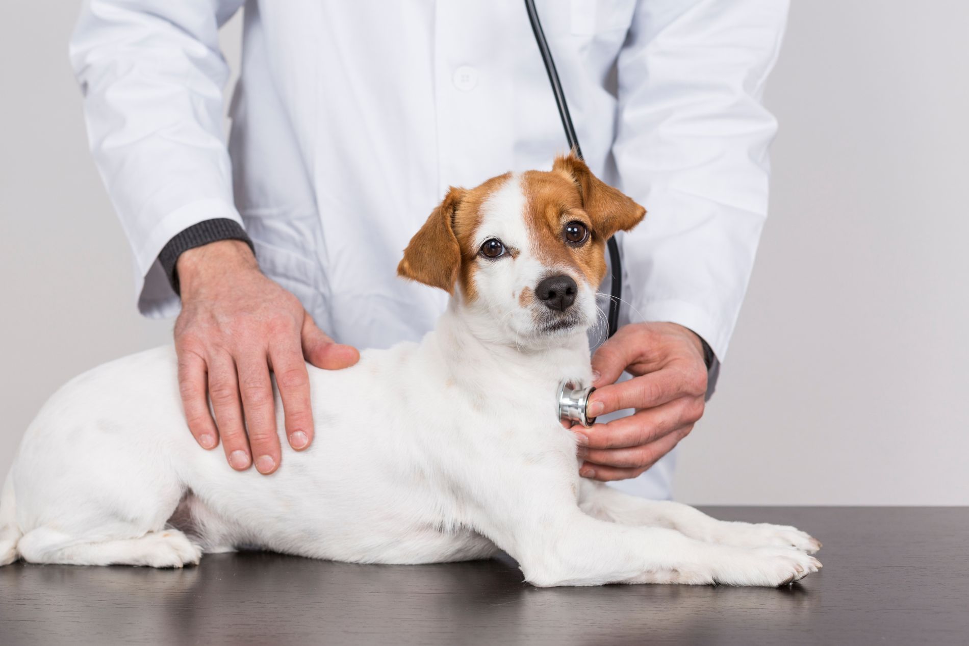 vet examining a dog with a stethoscope