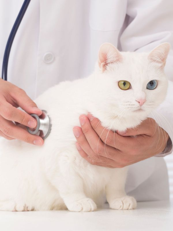 vet examining a cat with a stethoscope
