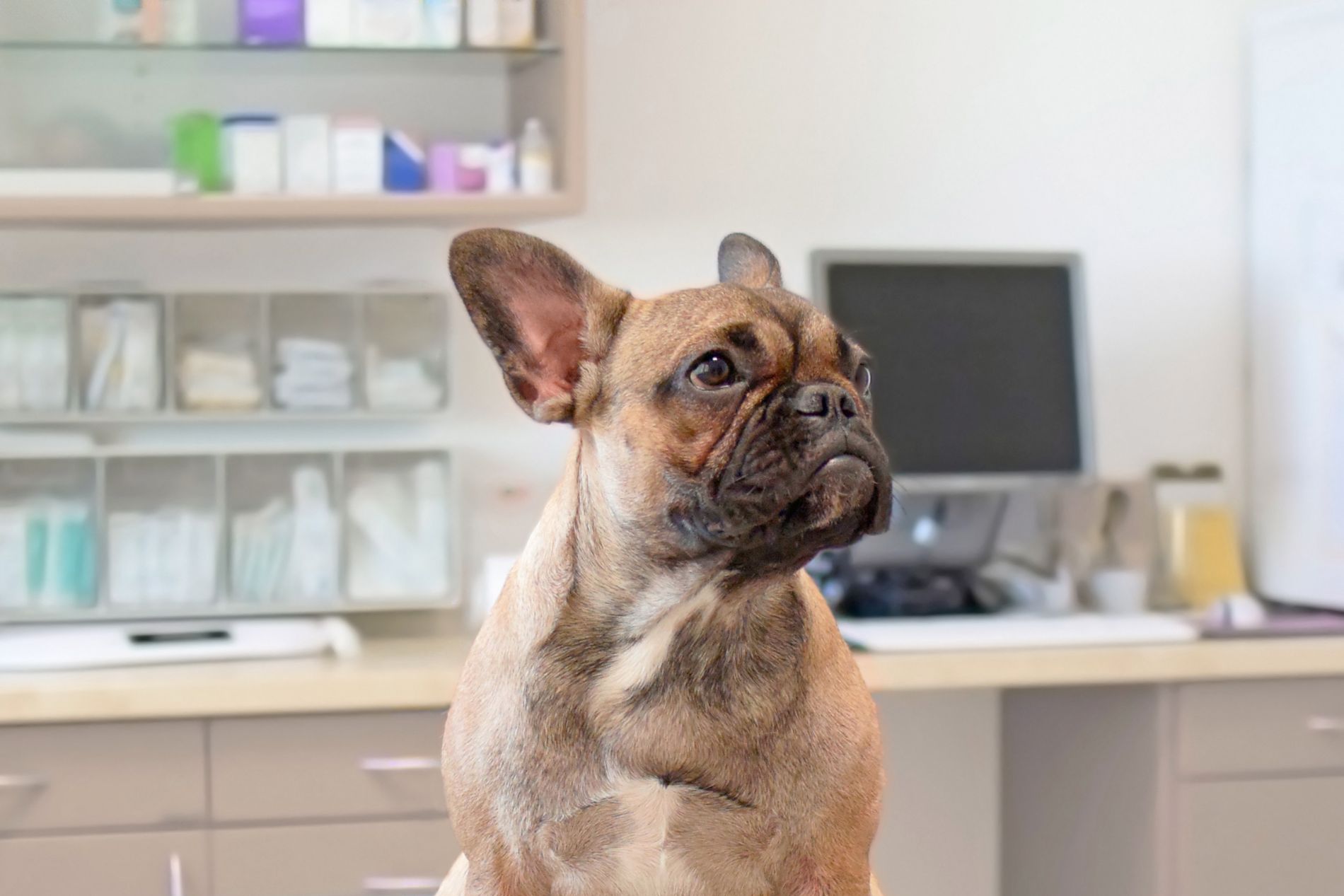 dog sitting on an examination table