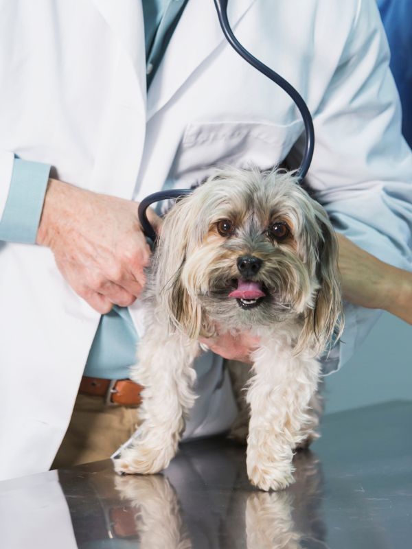 vet examining a dog