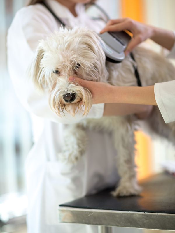 vet checking microchip implant on Maltese dog<br />
