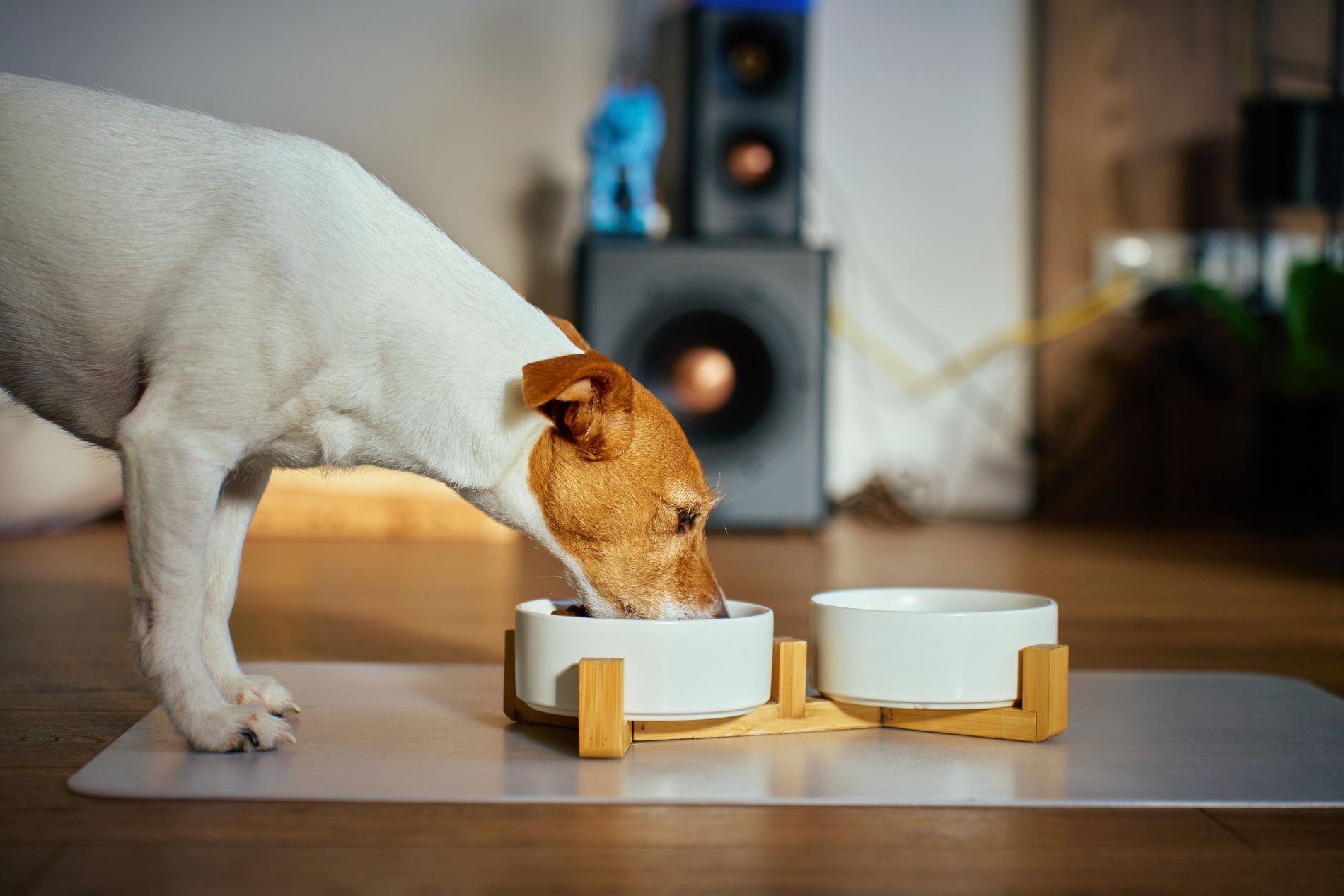 Dog eating from bowl indoors