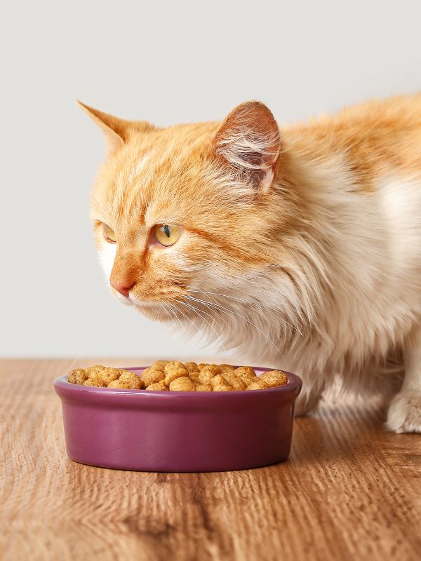 cat eating food from a bowl