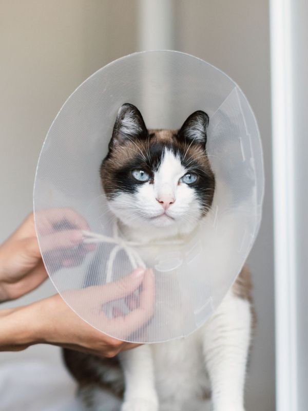 person putting surgery collar for a cat