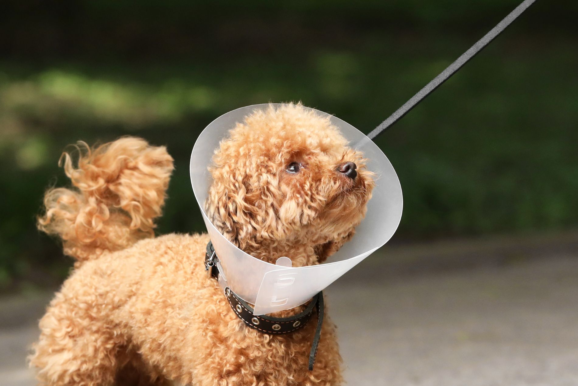 a dog wearing surgery collar standing on the road
