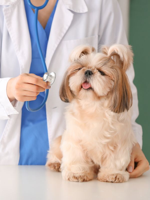 a vet examining a dog sitting on the table