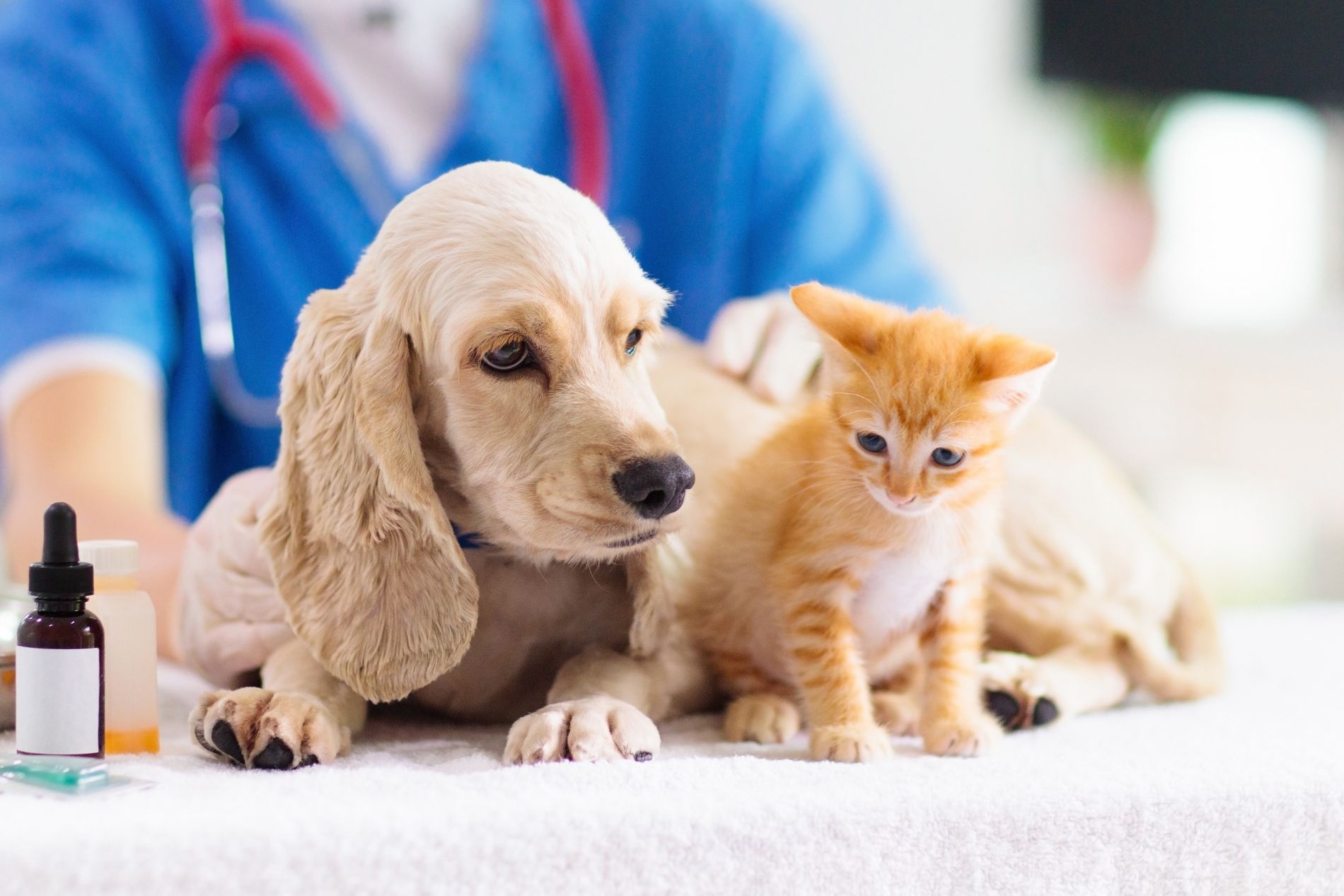 vet staff with a puppy and kitten on a table