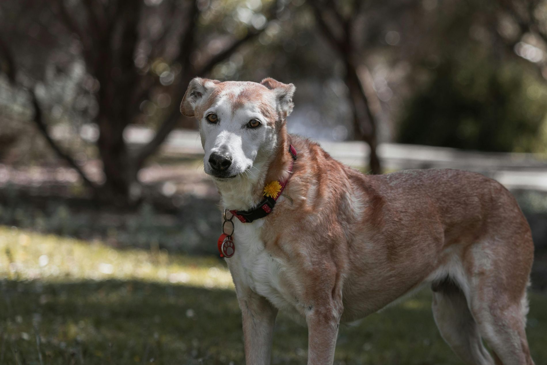 Adorable Senior Dog in Sunlit Park