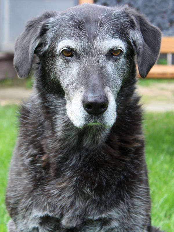 A senior dog sitting on the lawn