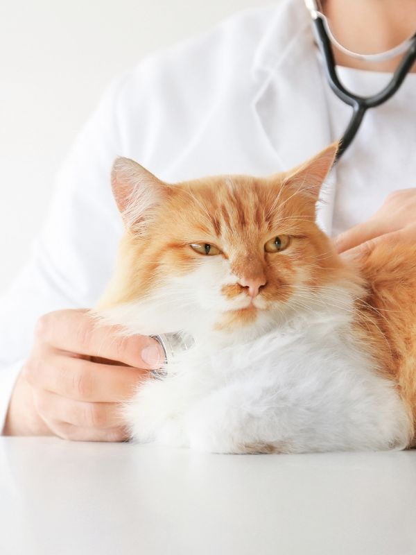 vet examining a cat with a stethoscope