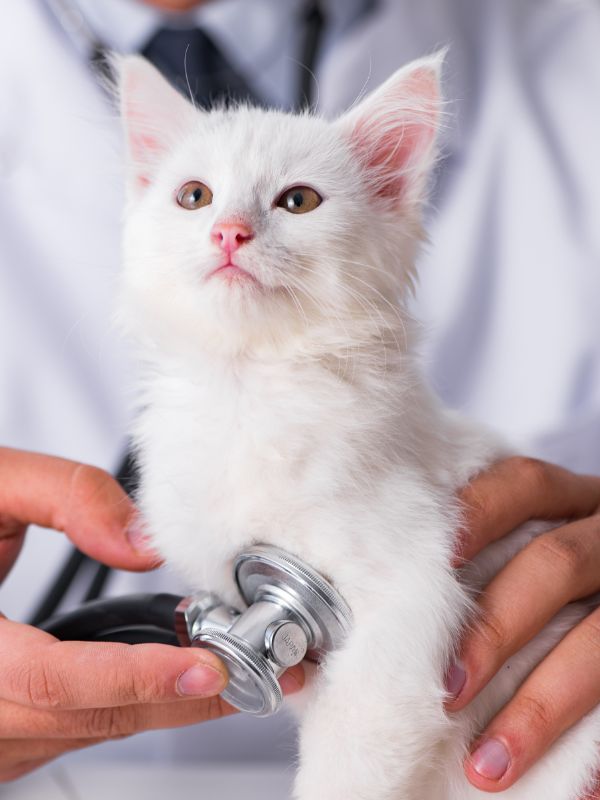 vet examining a kitten